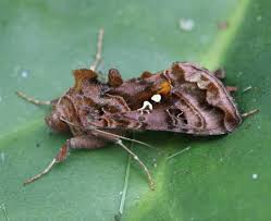 Attēlu rezultāti vaicājumam “Autographa pulchrina”