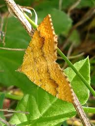 Attēlu rezultāti vaicājumam “Camptogramma bilineata”