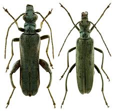 Attēlu rezultāti vaicājumam “Oedemera sp.”