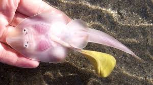 Image result for Acroteriobatus blochii