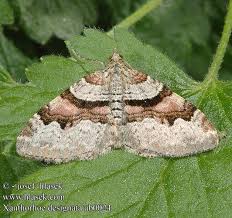 Attēlu rezultāti vaicājumam “Xanthorhoe designata”