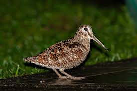 Attēlu rezultāti vaicājumam “Scolopax rusticola”