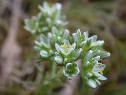 Attēlu rezultāti vaicājumam “Scleranthus perennis flower”