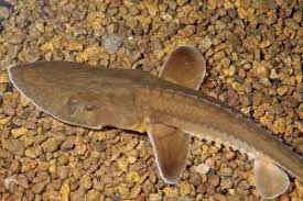 Image result for Scaphirhynchus platorynchus
