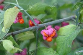 Attēlu rezultāti vaicājumam “Euonymus verrucosus fruit”