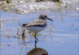 Image result for Calidris minutilla