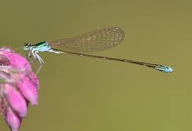 Attēlu rezultāti vaicājumam “Nehalennia speciosa”