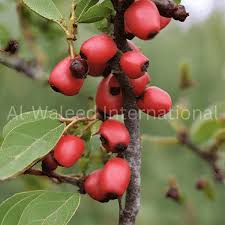 Attēlu rezultāti vaicājumam “Barbarea vulgaris subsp. arcuata fruit”