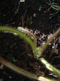 Attēlu rezultāti vaicājumam “Dysstroma truncata”