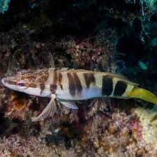 Image result for Serranus scriba
