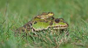 Attēlu rezultāti vaicājumam “Pelophylax adult”