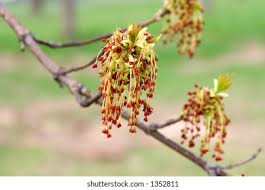 Attēlu rezultāti vaicājumam “Acer negundo male flower”