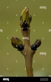 Attēlu rezultāti vaicājumam “Fraxinus excelsior bud”