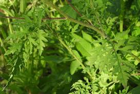 Attēlu rezultāti vaicājumam “Ambrosia artemisiifolia”