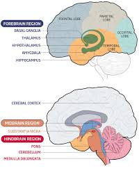Image result for map of the brain