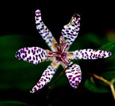 Image result for Tricyrtis `Black Beauty`