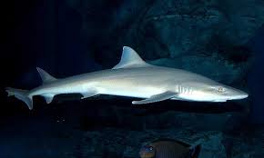 Image result for Scylliogaleus quecketti