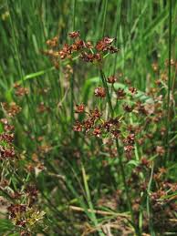 Attēlu rezultāti vaicājumam “Juncus alpinoarticulatus fruit”