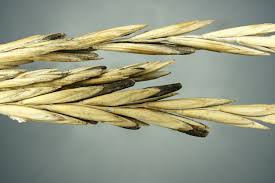 Attēlu rezultāti vaicājumam “Claviceps purpurea”