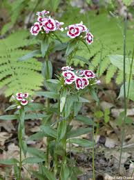 Attēlu rezultāti vaicājumam “Dianthus barbatus flower”