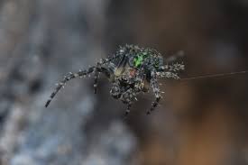 Attēlu rezultāti vaicājumam “Gibbaranea gibbosa”