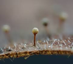 Attēlu rezultāti vaicājumam “Craterium leucocephalum spores”