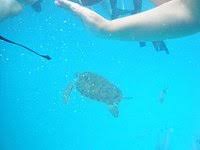 Image result for Harbour Lights Snorkelling Club (HLSC)