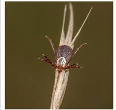 Attēlu rezultāti vaicājumam “Dermacentor reticulatus female”
