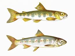 Image result for Salmo salar