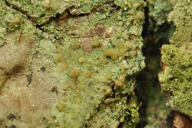 Attēlu rezultāti vaicājumam “Micarea sp.”