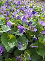 Attēlu rezultāti vaicājumam “Viola sororia”