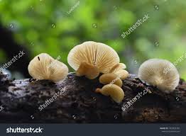 Attēlu rezultāti vaicājumam “Crepidotus applanatus”