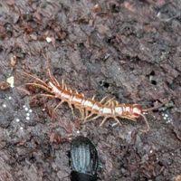 Attēlu rezultāti vaicājumam “Lithobius forficatus”