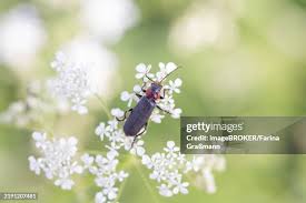 Attēlu rezultāti vaicājumam “Cantharis rustica imago”