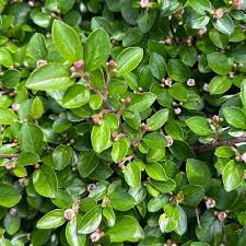 Attēlu rezultāti vaicājumam “Cotoneaster divaricatus fruit”