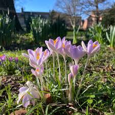Attēlu rezultāti vaicājumam “Crocus tommasinianus flower”