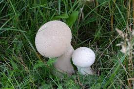 Attēlu rezultāti vaicājumam “Calvatia excipuliformis”