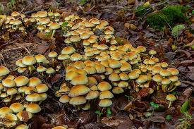 Attēlu rezultāti vaicājumam “Hypholoma sp.”