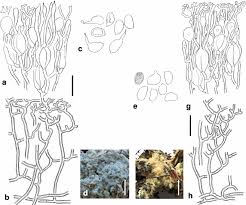 Attēlu rezultāti vaicājumam “Sebacina incrustans”
