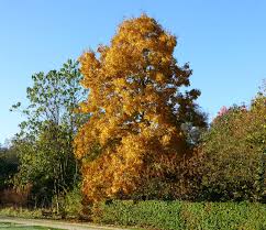 Attēlu rezultāti vaicājumam “Carya ovata”