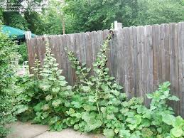 Image result for Alcea rosea nigra
