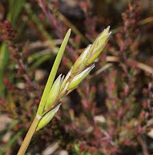 Attēlu rezultāti vaicājumam “Danthonia decumbens bud”