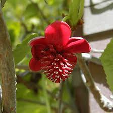 Attēlu rezultāti vaicājumam “Schisandra chinensis flower”