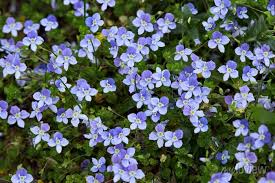 Attēlu rezultāti vaicājumam “Veronica filiformis flower”