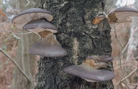 Attēlu rezultāti vaicājumam “Panellus serotinus”