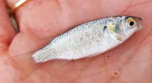 Image result for Mugil curema