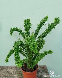 Image result for НЕФРОЛЕПИС (Nephrolepis