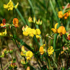 Attēlu rezultāti vaicājumam “Lotus corniculatus flower”