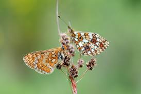 Attēlu rezultāti vaicājumam “Clossiana selene”