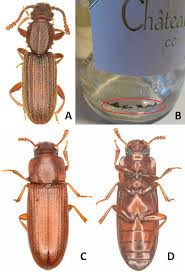 Attēlu rezultāti vaicājumam “Coleoptera”